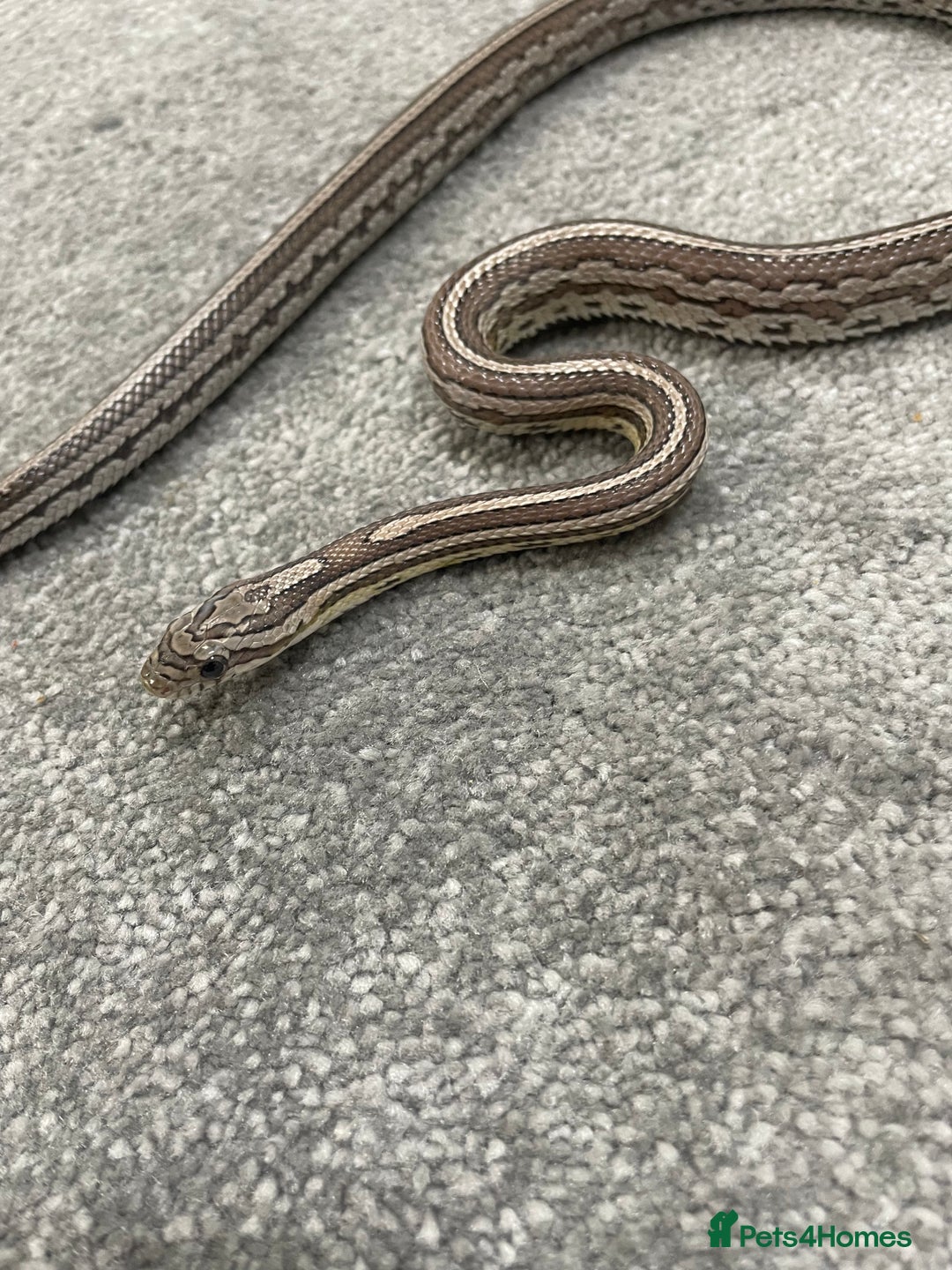 Corn Snake reptiles for sale: 1 Year old Male Corn Snake with Full Set Up - Image 5