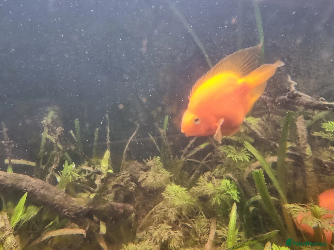 Cichlids fish for sale: Tropical fish - Advert 3