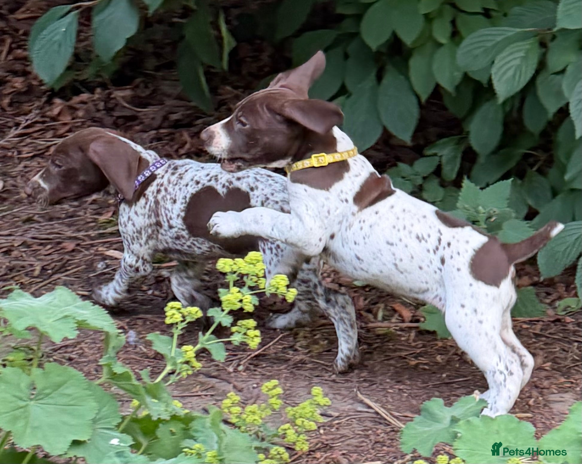 German Shorthaired Pointer dogs KC Registered German Shorthaired Pointer Puppies - Advert 2