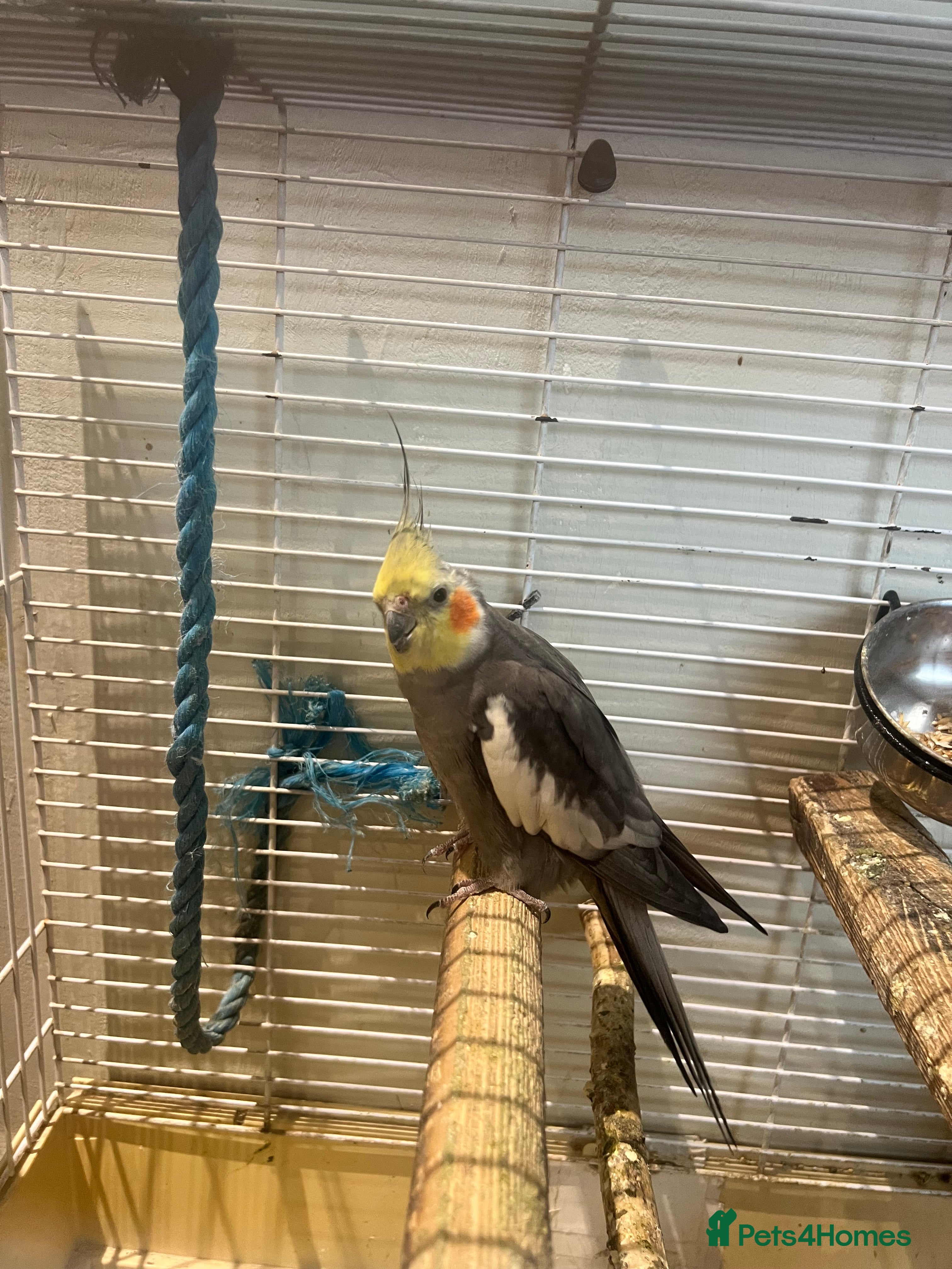 Cockatiels birds 3 cockatiels 2 girls 1 boy - Advert 1