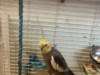 Cockatiels birds 3 cockatiels 2 girls 1 boy - Advert 1