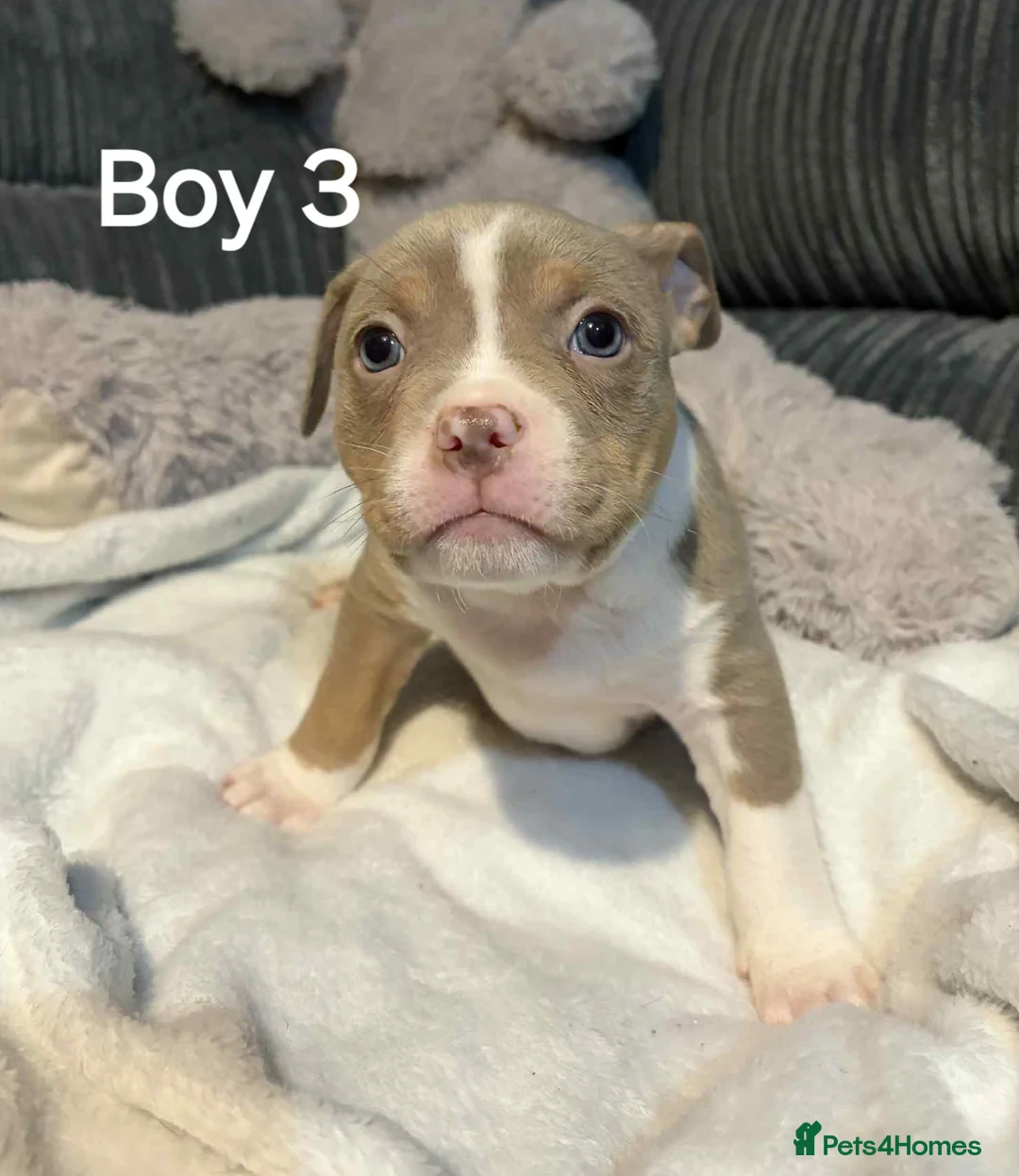 American Bully dogs for sale: Pocket bully - Advert 32