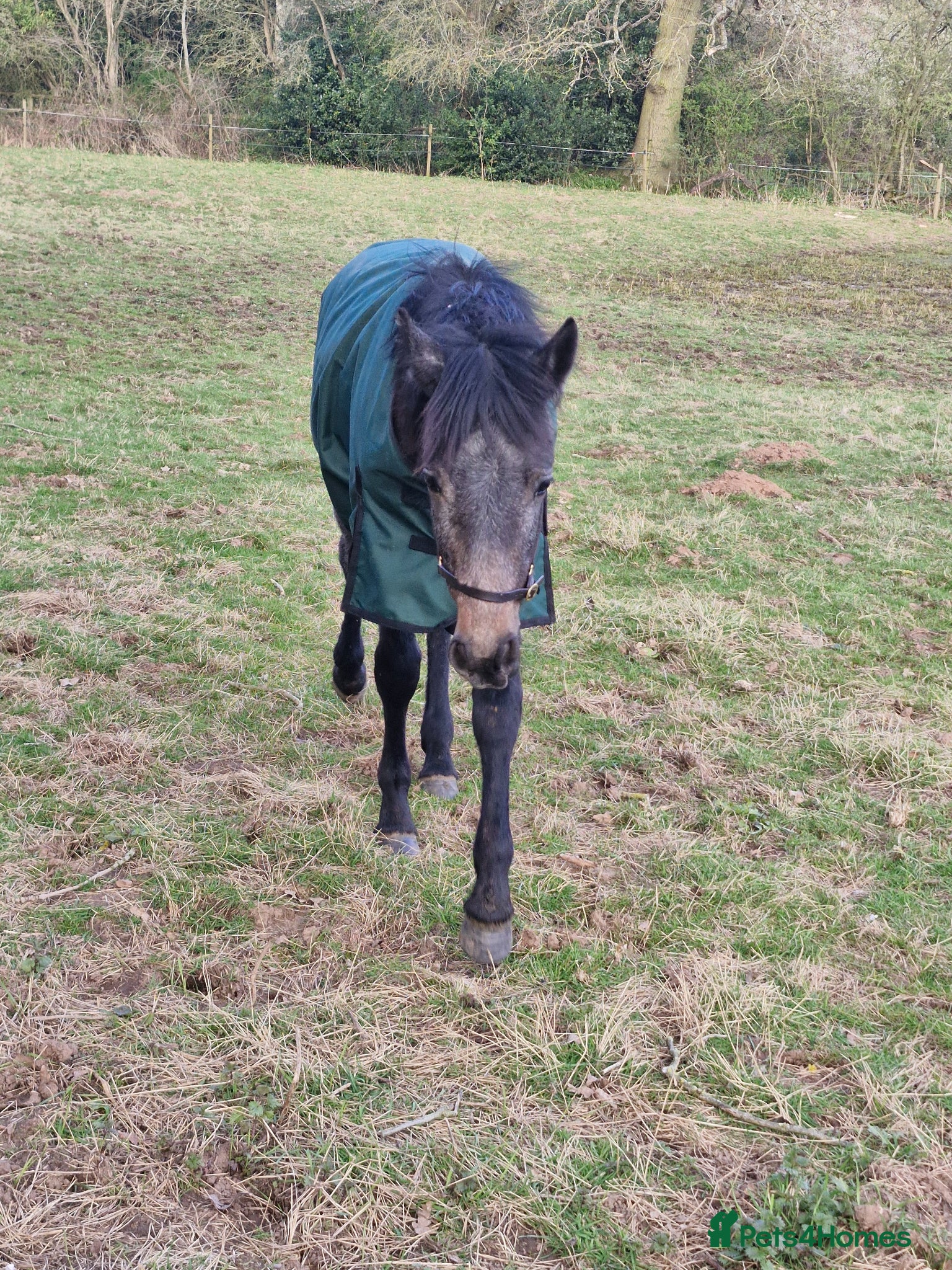 Connemara horses Class 1 Connemara Filly - Advert 1