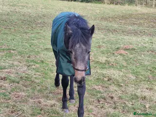 Connemara horses Class 1 Connemara Filly - Advert 1