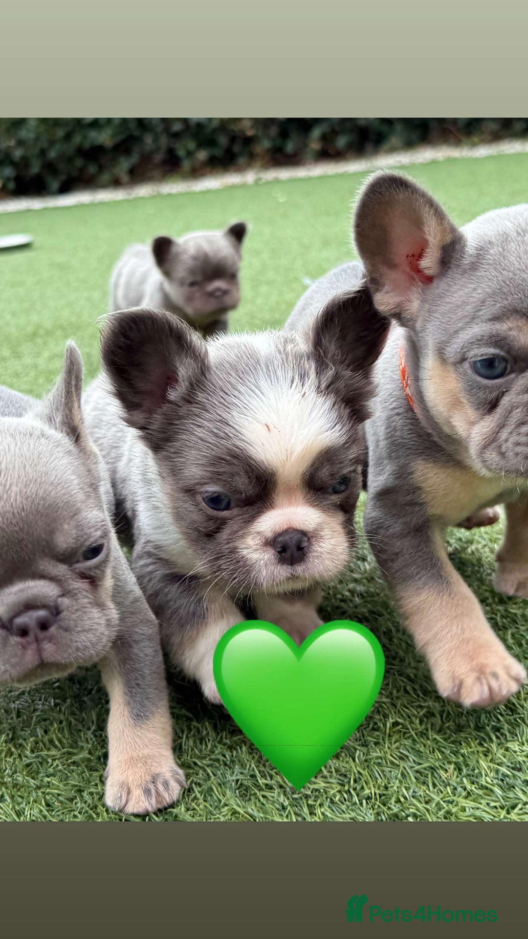 French Bulldog dogs for sale: *FLUFFY FRENCHIE’S* - Image 13