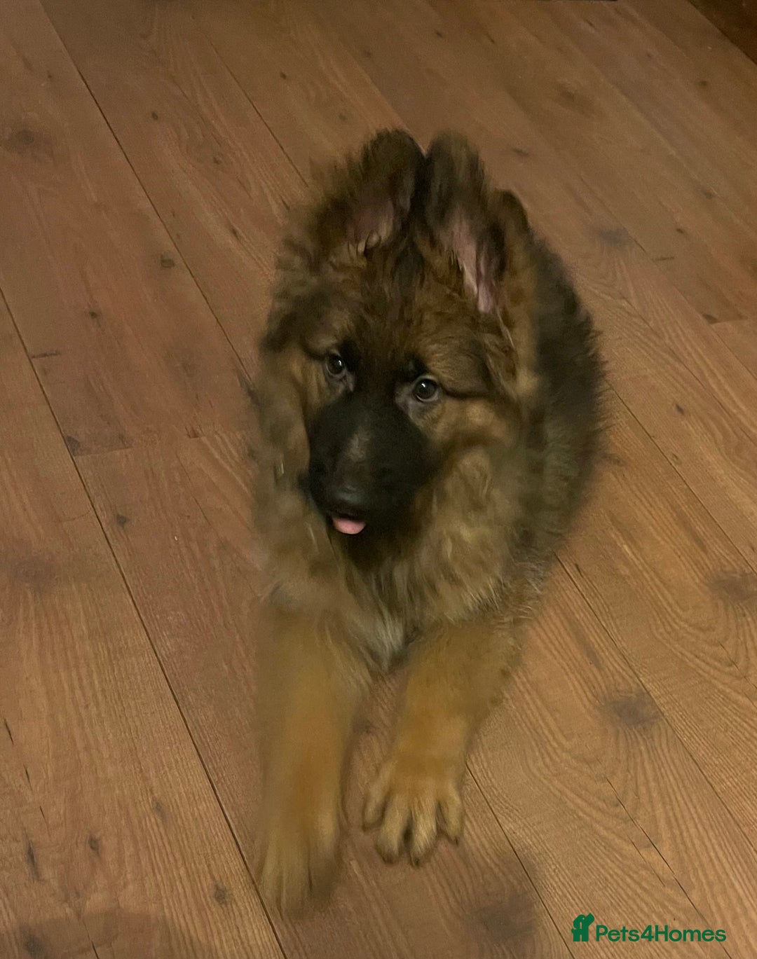 German Shepherd dogs for sale: German Shepherd MALE - Huge  - Advert 11