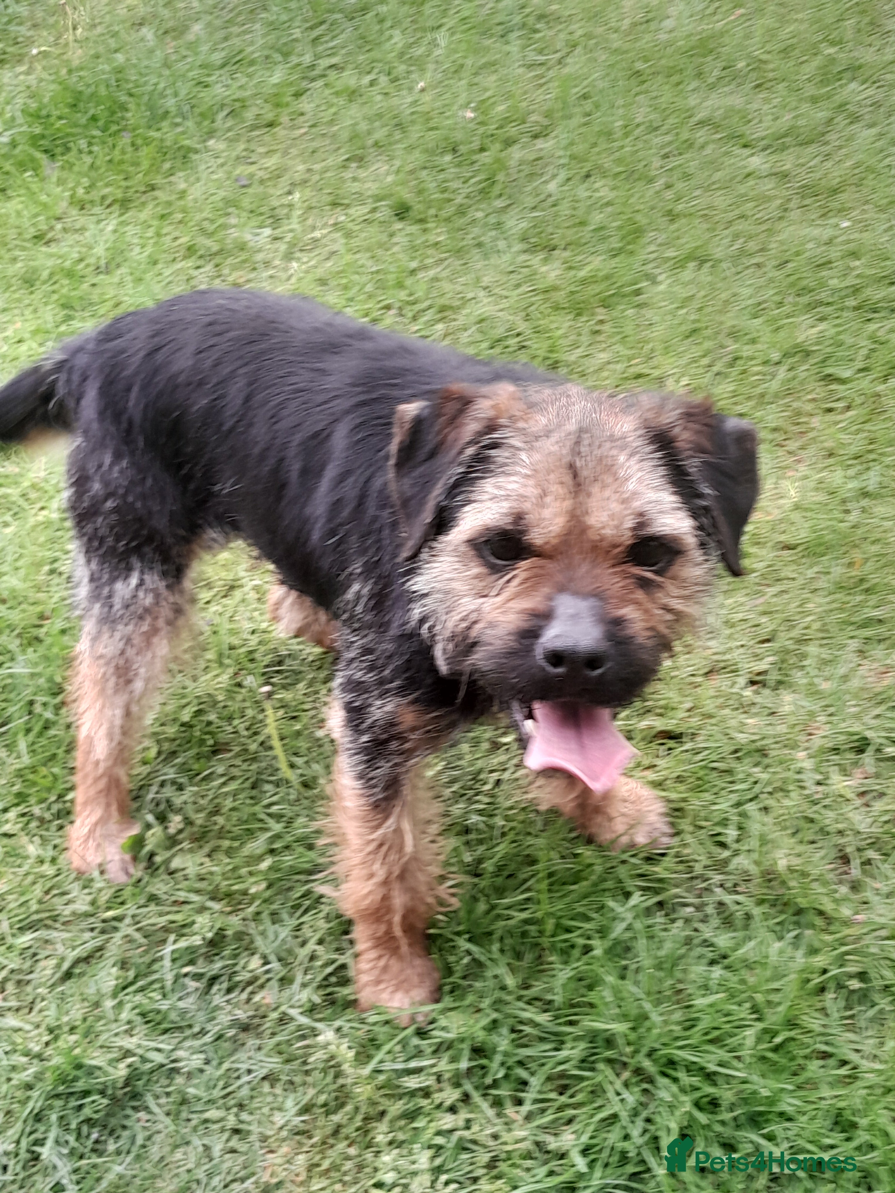 Border Terrier dogs Blue and tan proven stud in Bishop Auckland - Advert 1