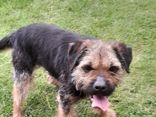 Border Terrier dogs Blue and tan proven stud in Bishop Auckland - Advert 15