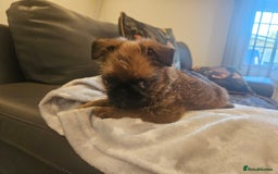 Griffon Bruxellois dogs for sale: Exceptionally confident beautys - Image 15