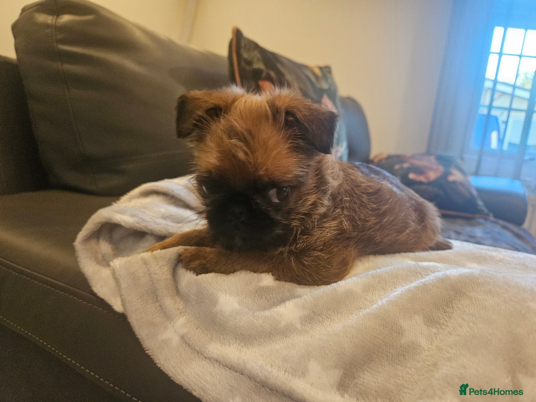 Griffon Bruxellois dogs for sale: Exceptionally confident beautys - Image 15