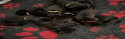Great Dane dogs for sale: Beautiful KC Great Dane puppies  - Advert 5