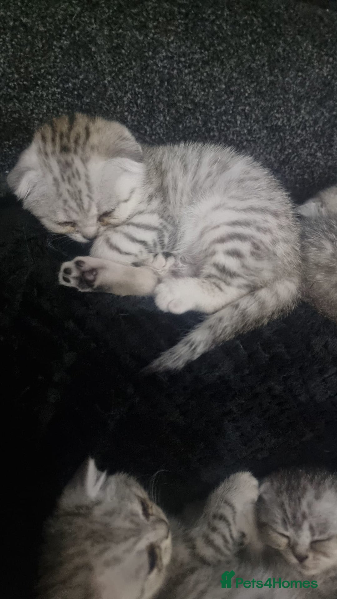 British Shorthair cats for sale: Beautiful BSH X SF || READY NOW ❗️❗️ - Image 3