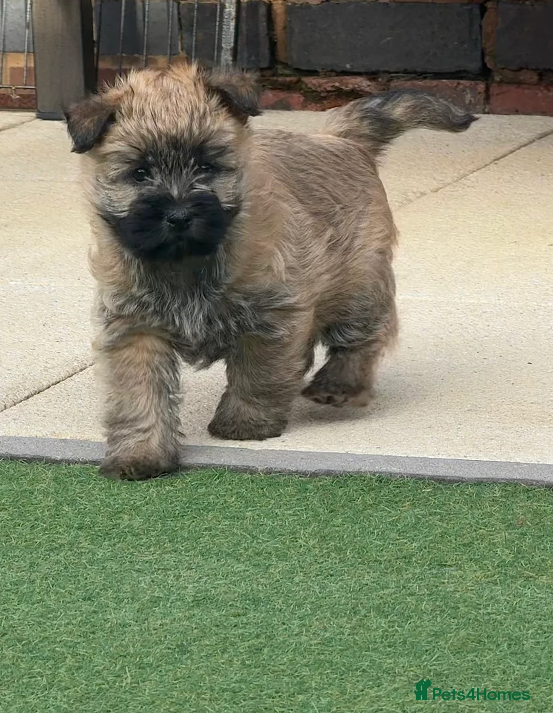 Cairn Terrier dogs for sale: KC reg Female pup off health tested parents  - Advert 1