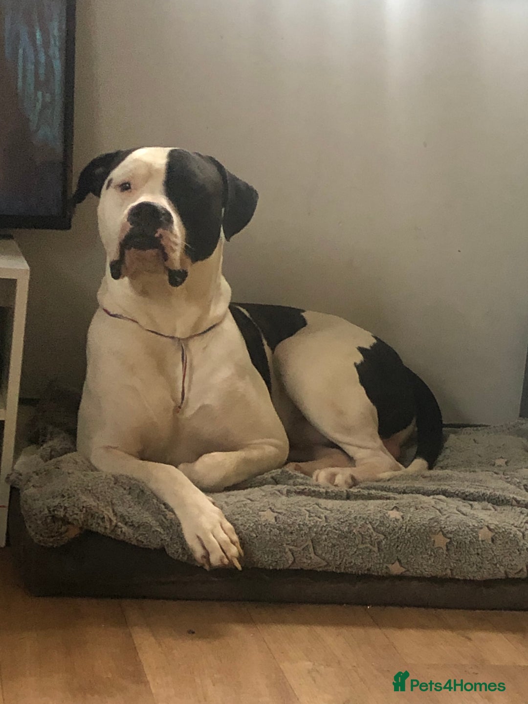 Mixed Breed dogs for sale: American bull staffs available in October  - Image 11