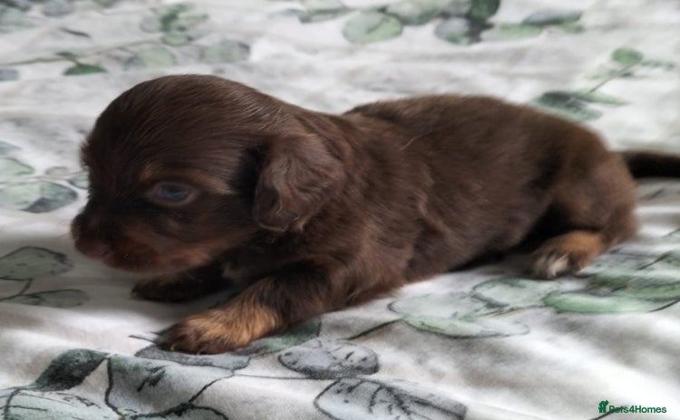 Mixed Breed dogs - Advert 10