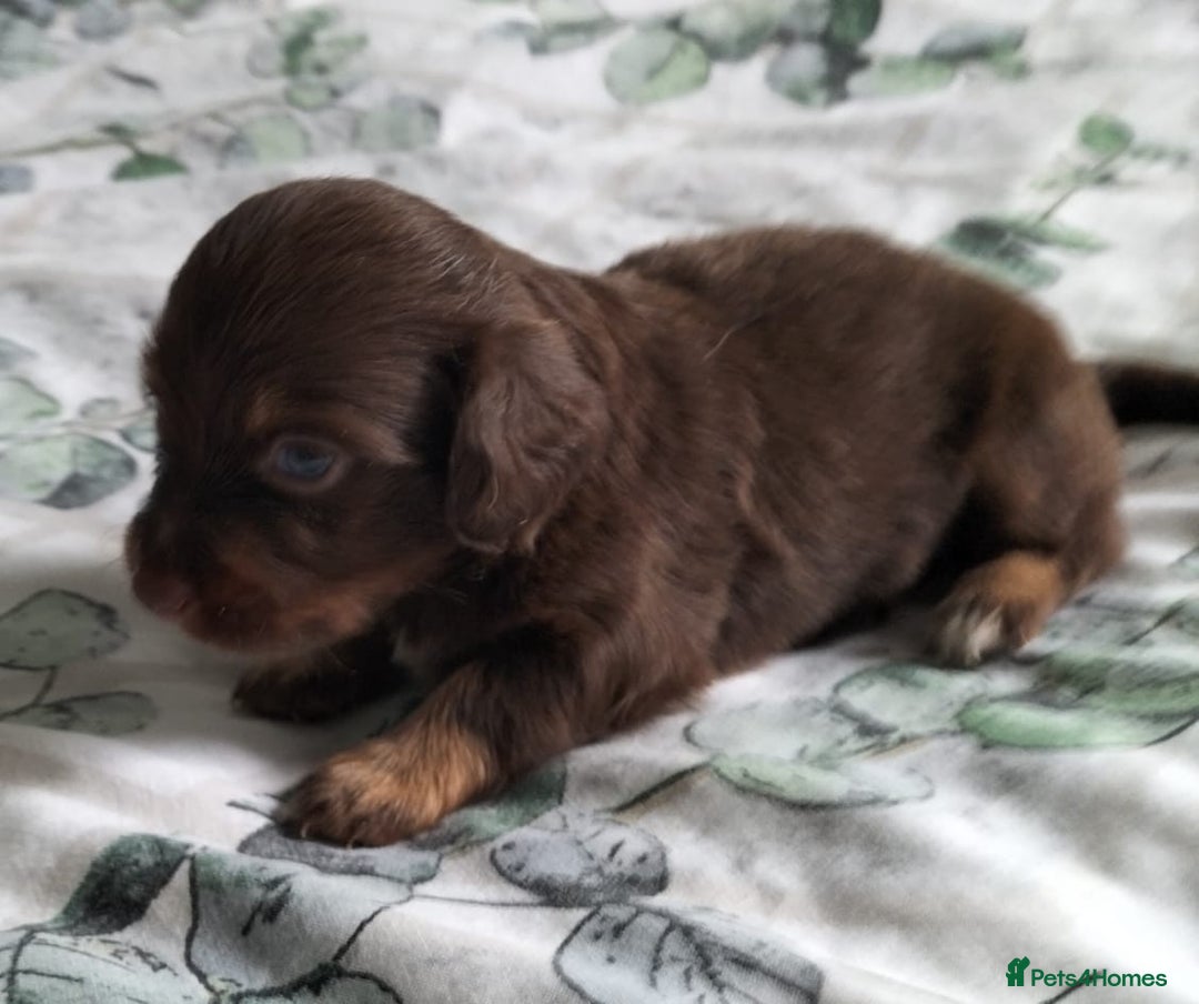 Mixed Breed dogs for sale:  Long haired Dachshund x - Image 5