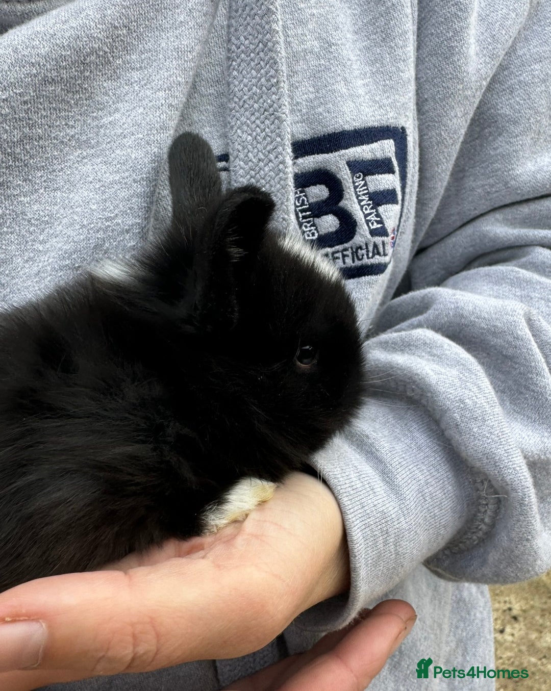 Mini Lion Lop rabbits for sale: 🩷🩵 4 Double mane mini lionlops 🩵🩷 - Advert 12