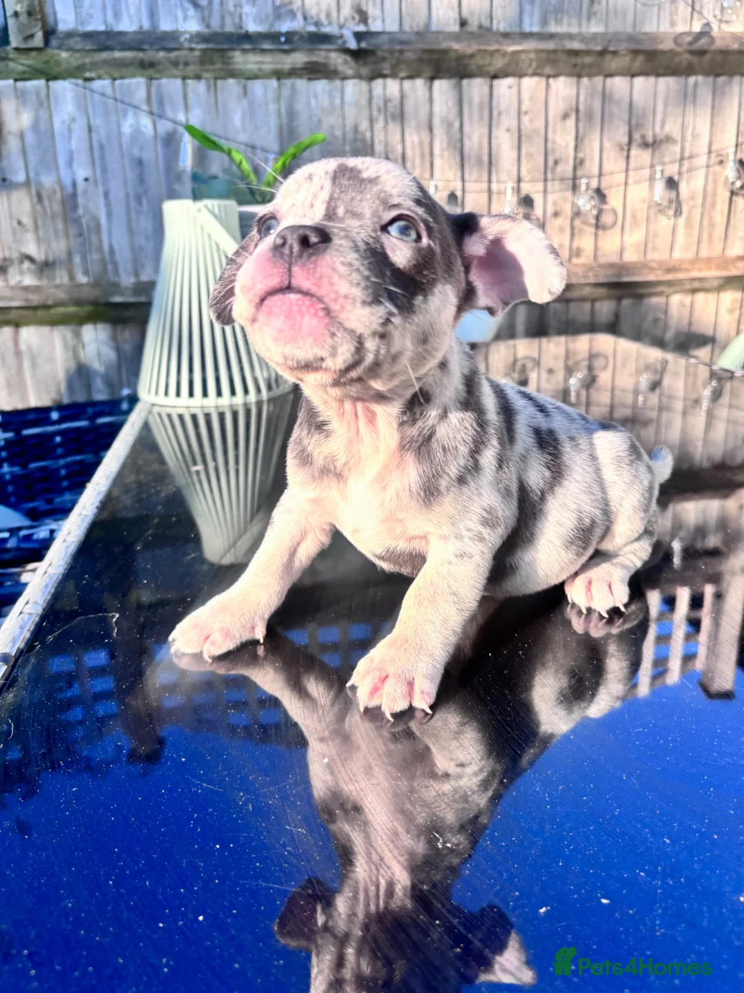Mixed Breed dogs for sale: Two beautiful French bulldog cross pocket bully   in Crowborough - Advert 9