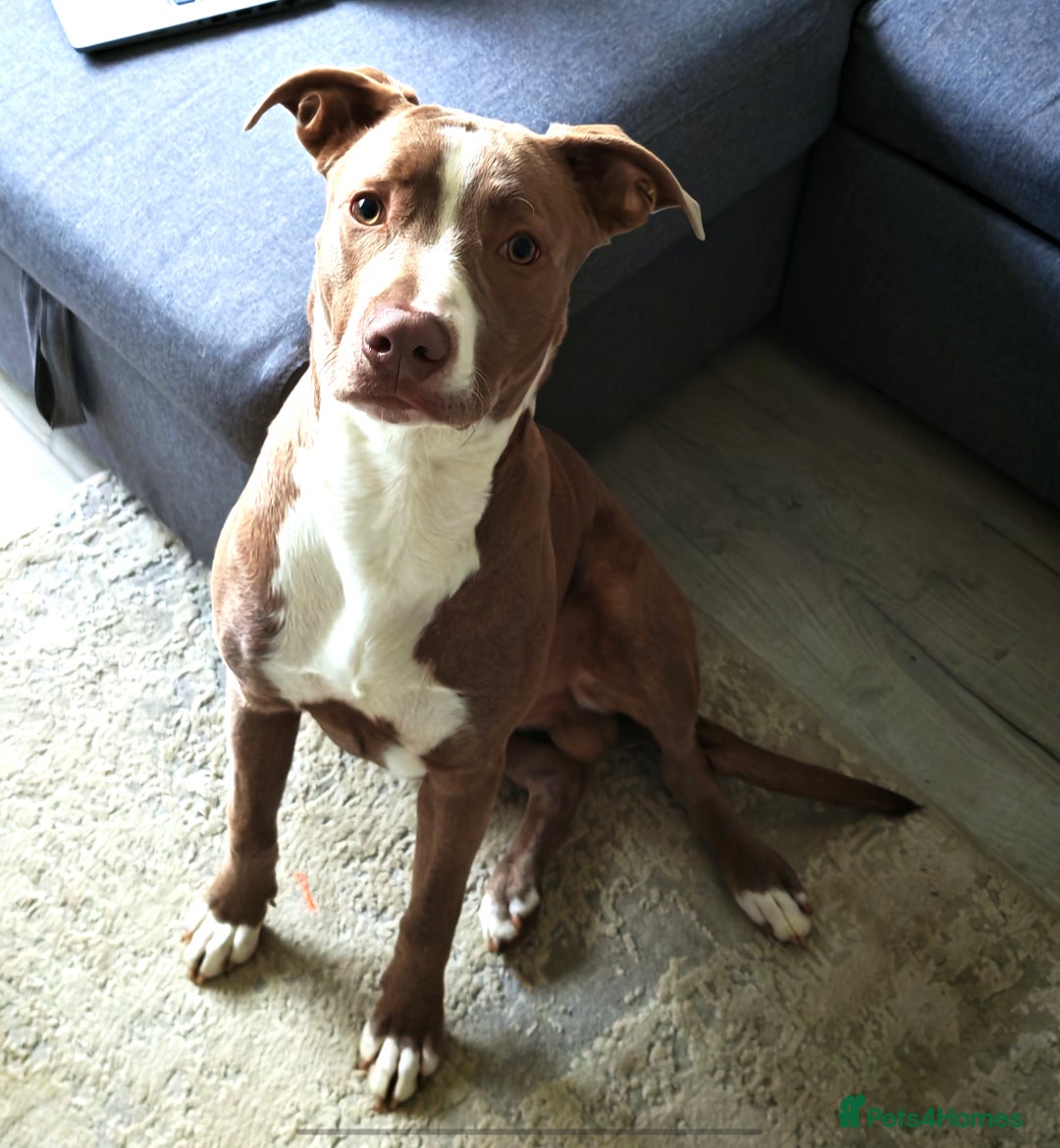 Mixed Breed dogs for sale: Staffordshire bull terrier X lurcher cross - Advert 5