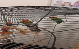 Lovebirds birds for sale: Birds - Image 3