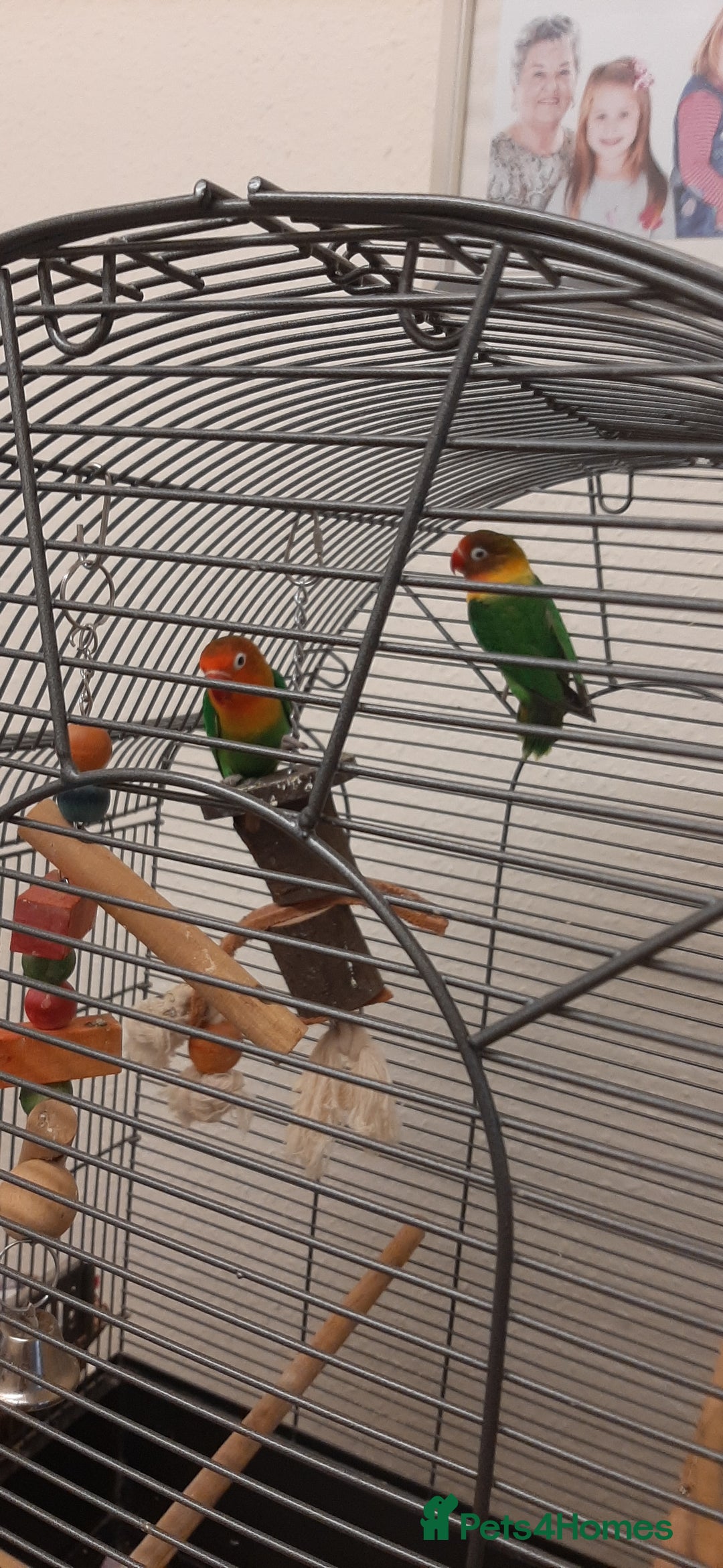 Lovebirds birds for sale: Birds - Image 3