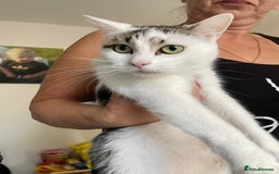 European cats for sale: Kittens for sale - Image 6