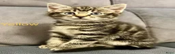 Mixed Breed cats for sale: Tabby kittens  in Abingdon - Advert 14