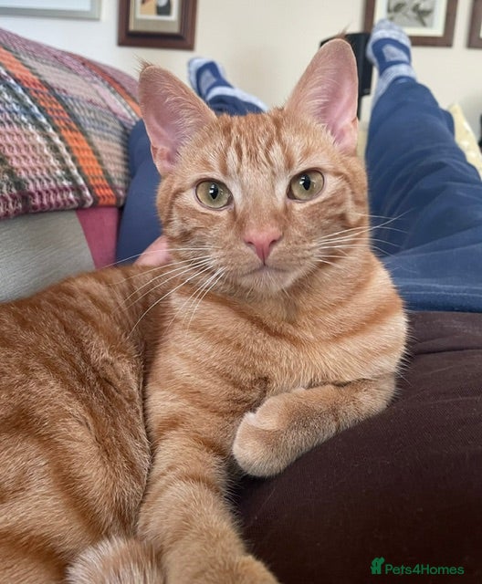 Mixed Breed cats Handsome Ginger Boy 11 months - Advert 1
