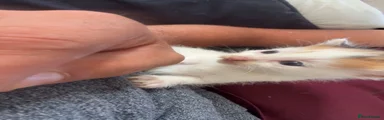 Mixed Kitten Girl