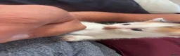 Mixed Breed cats for sale: 5 gorgeous kittens for sale  - Advert 4
