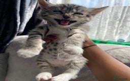 Bengal cats for sale: Kittens  - Image 5
