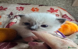 Ragdoll cats for sale: 🏆 gccf ragdoll grand champion kittens 🏆 - Image 19