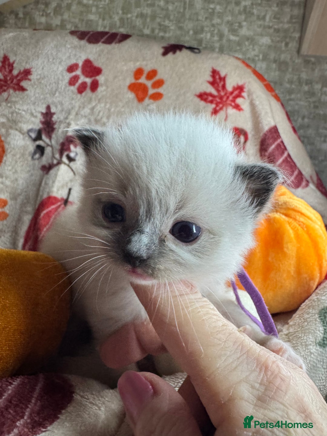 Ragdoll cats for sale: 🏆 gccf ragdoll grand champion kittens 🏆 - Image 19
