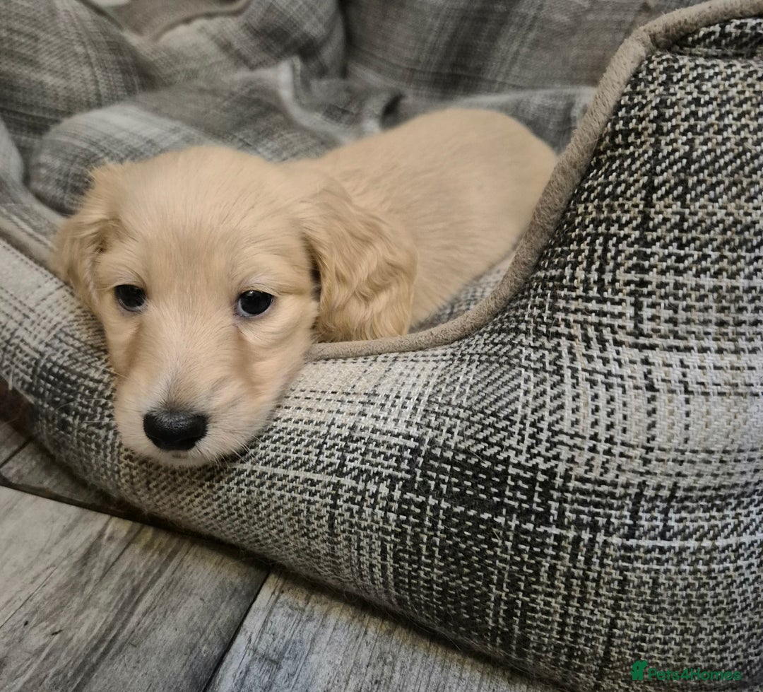 Miniature Dachshund dogs for sale: Miniature dachshund KC reg long haired cream - Advert 4