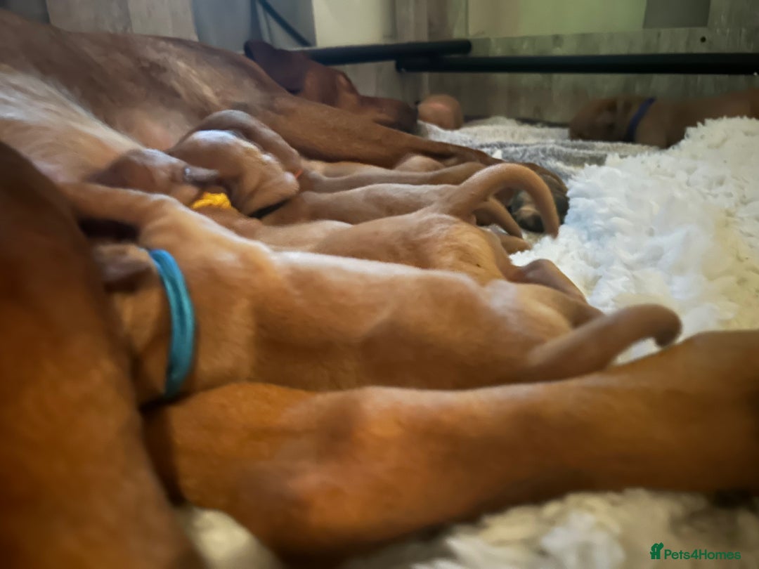 Labrador Retriever dogs for sale: 🐾 KC Registered Fox Red Lab Puppies 🐾 - Image 7