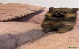 Pomeranian dogs for sale: 2 beautiful Pomeranian Puppy’s  - Image 11