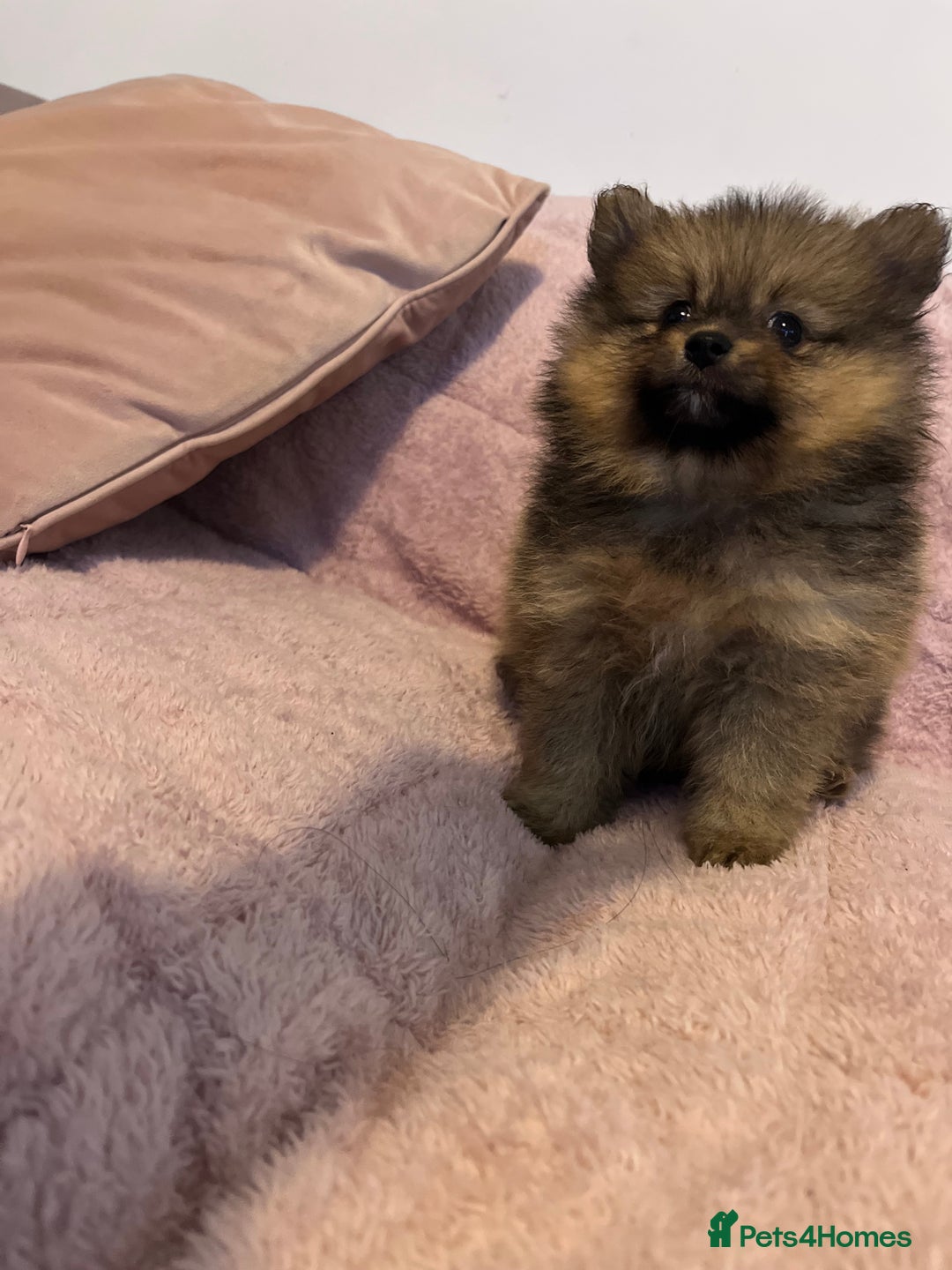 Pomeranian dogs for sale: 2 beautiful Pomeranian Puppy’s  - Image 11