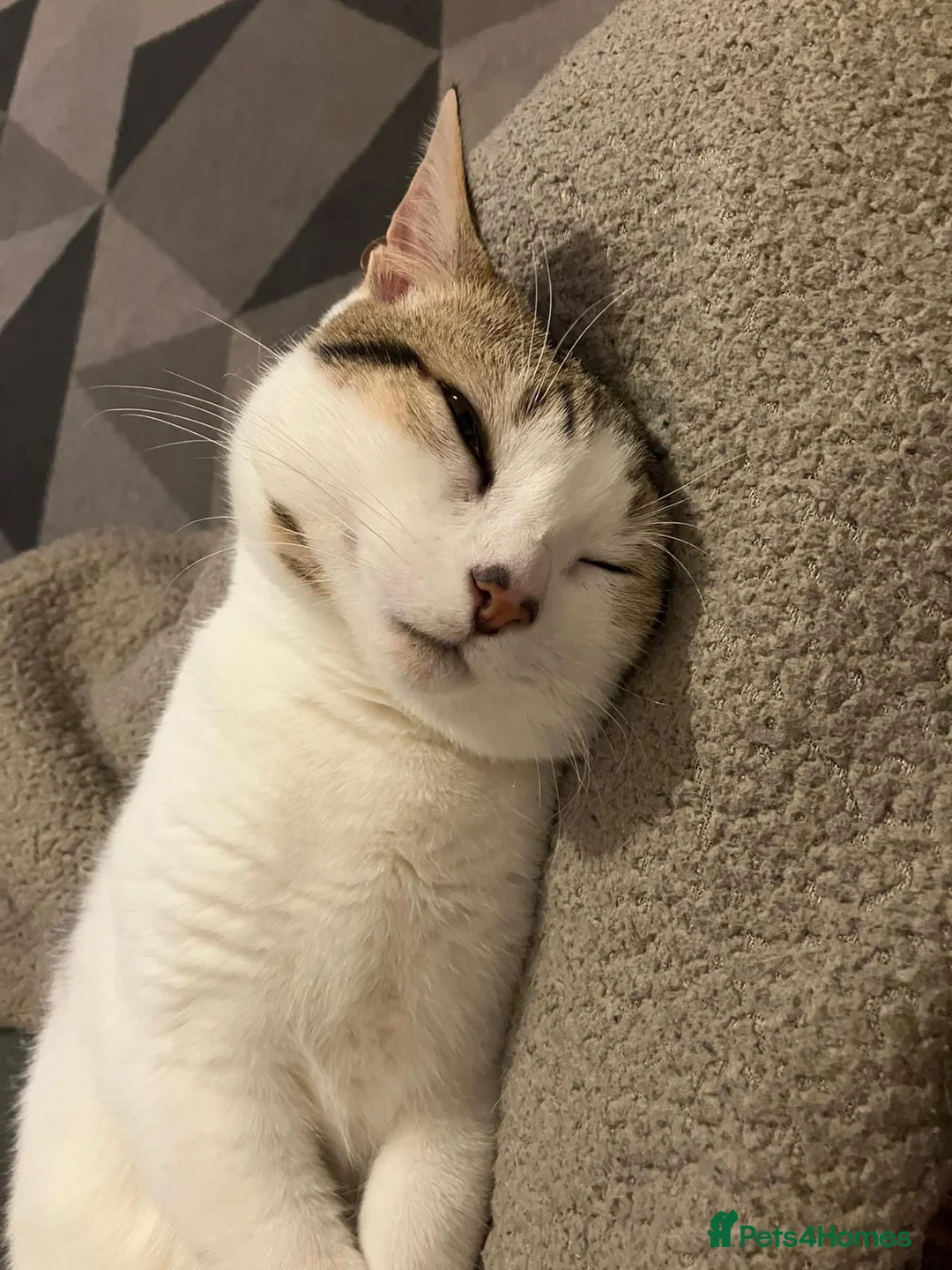 British Shorthair cats for sale: Kitten for Sale !! in Harrow - Advert 2