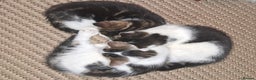 Domestic Shorthair cats for sale: 3 gorgeous kittens for sale - Advert 4