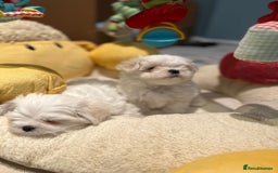 Maltese dogs for sale: Korean Maltese - 2 boys available  - Advert 9