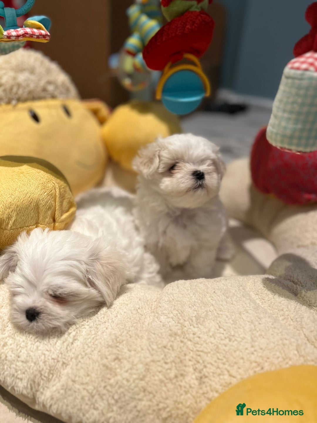 Maltese dogs for sale: Korean Maltese - 2 boys available  - Advert 9