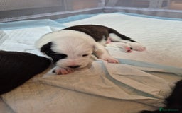 Border Collie dogs for sale: Border Collie pups for sale - Image 12
