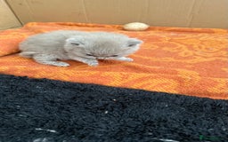 British Shorthair cats for sale: Liliac BSH two female  - Image 5
