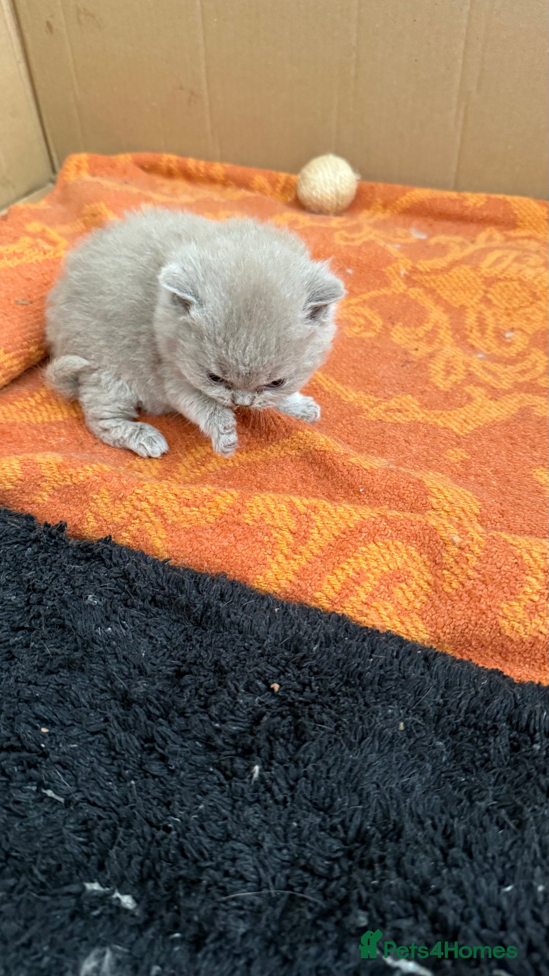 British Shorthair cats for sale: Liliac BSH two female  - Image 5