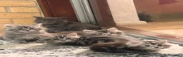 Maine Coon cats for sale: Maine Coon kittens - Advert 21