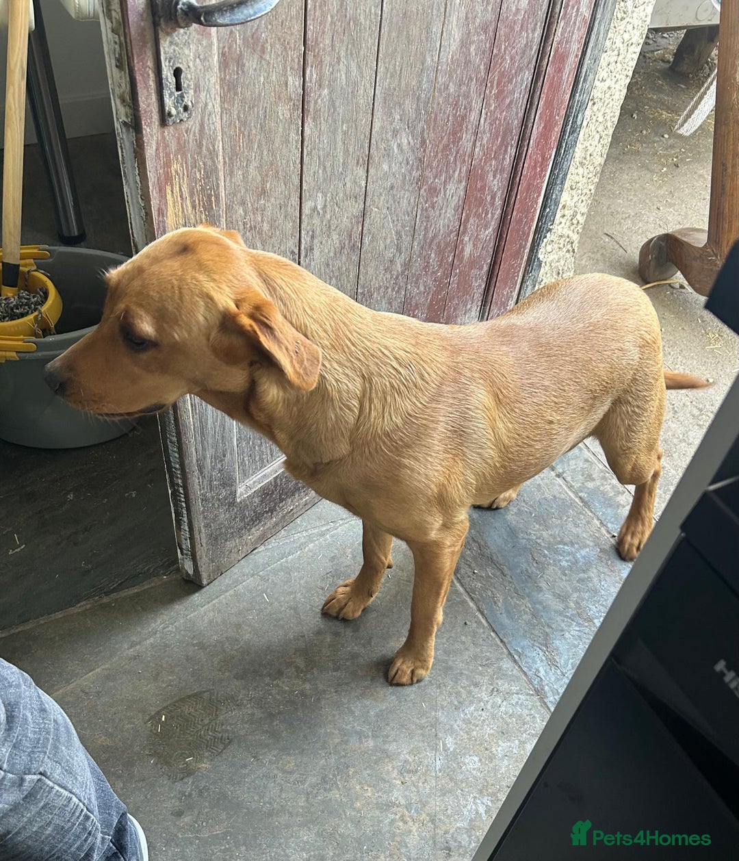 Labrador Retriever dogs for sale: Labrador Retriever - Image 4
