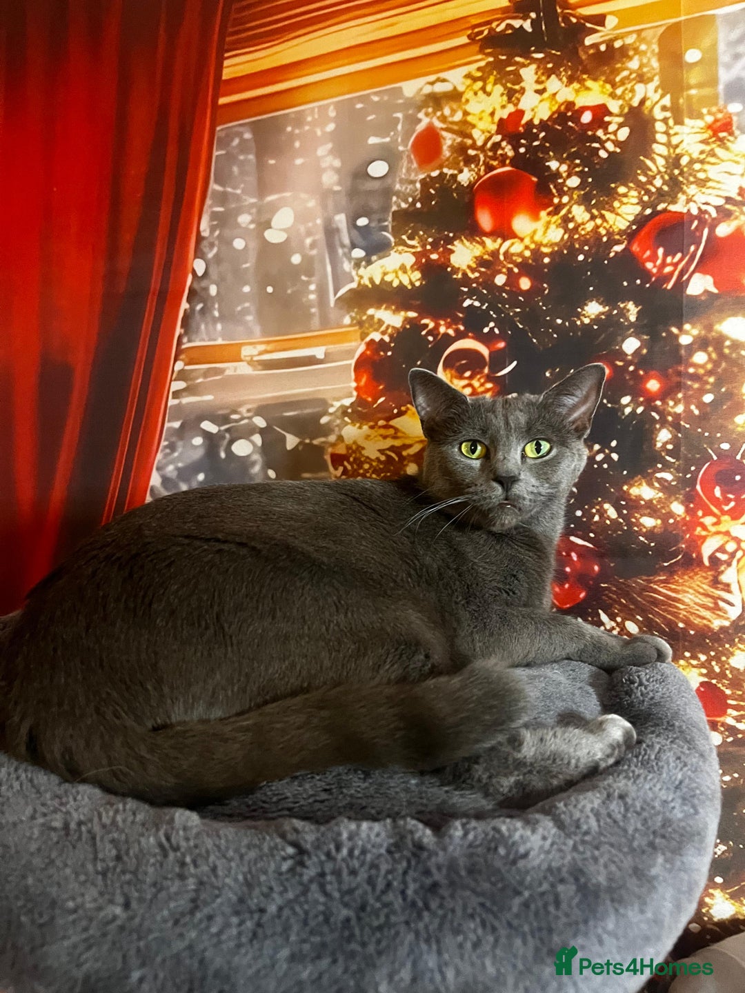 Russian Blue cats for sale: Russian blue x maincoone mix - Advert 7