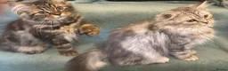 Persian cats for sale: 2 BOYS LEFT  - Advert 16