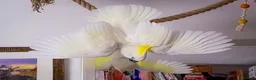 Cockatoo birds for sale: Triton Cockatoo - Beautiful Tame Trained & Social  in Stroud - Advert 3