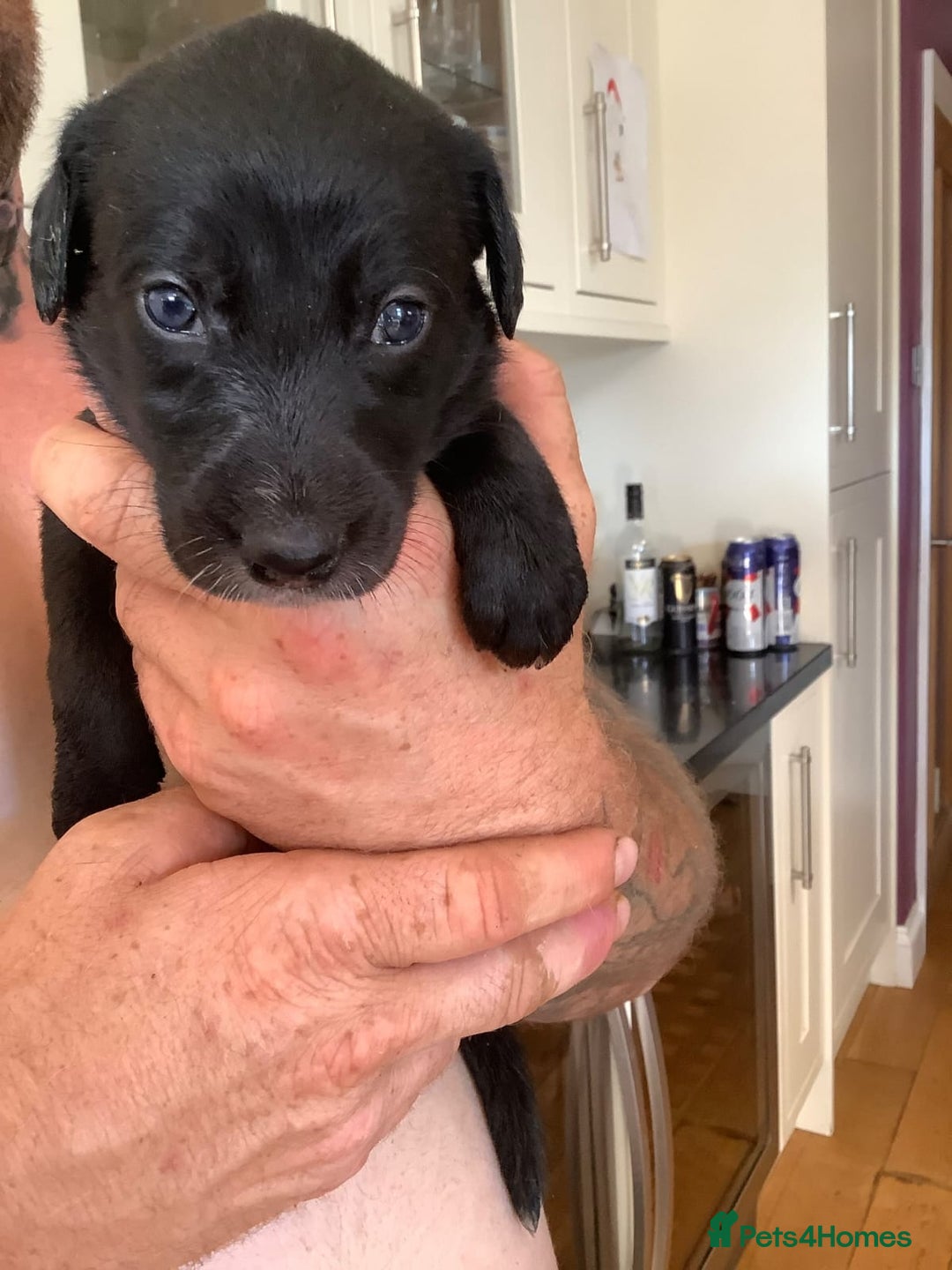 Lurcher dogs for sale: Lurcher puppies  - Image 4